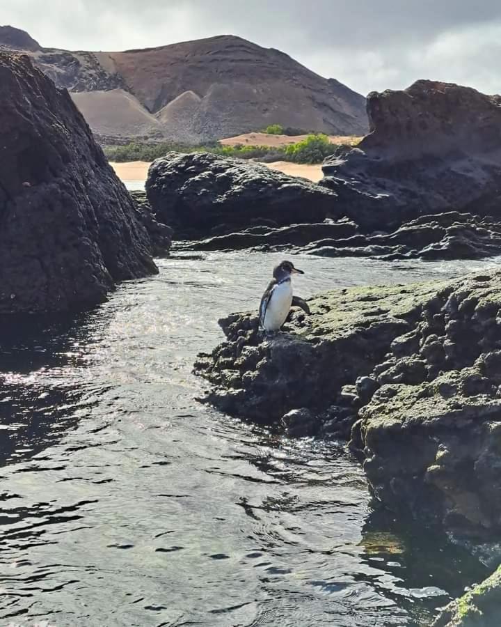 Casa Alexita Lejlighed Puerto Baquerizo Moreno Eksteriør billede